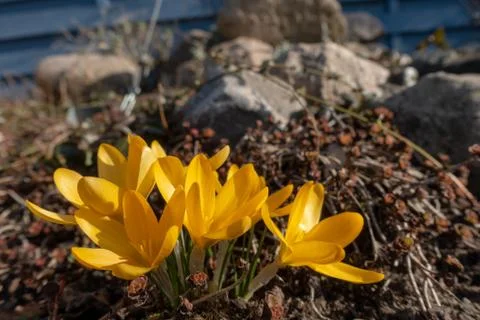 Yellow crocuses in spring Stock Photos