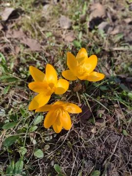 Yellow Crocuses of Spring Stock Photos