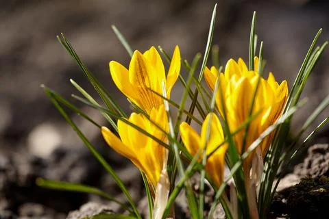 Yellow crocuses in spring sunlight bloomed in spring Stock Photos