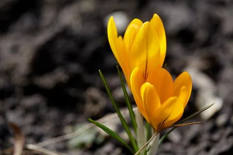 Yellow crocuses in spring sunlight bloomed in spring Stock Photos