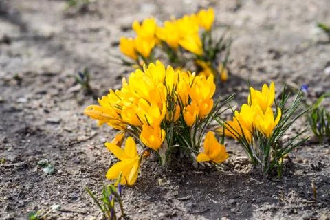 Yellow Crocuses in the springtime Stock Photos