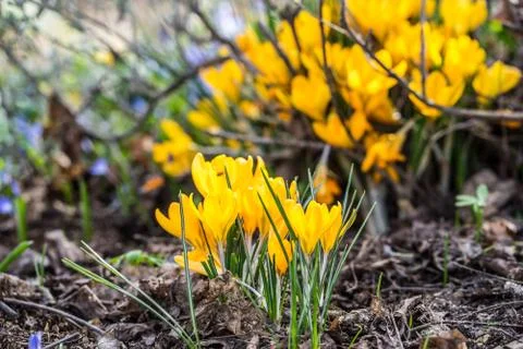Yellow Crocuses in the springtime Stock Photos