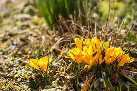 Yellow Crocuses in the springtime Stock Photos