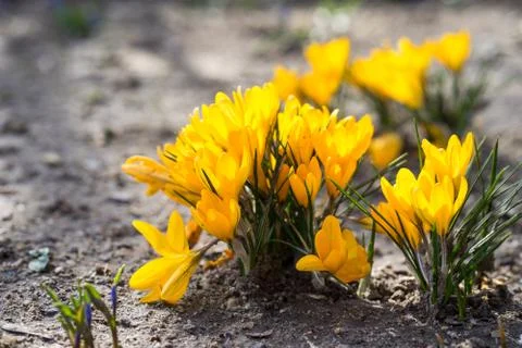 Yellow Crocuses in the springtime Stock Photos