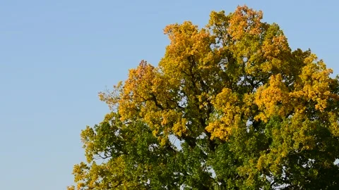 Yellow crown of oak against the sky Vidéo 139972089