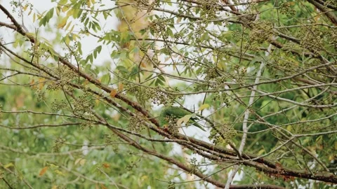 Yellow-Crowned Amazon Eating Seeds in Guatemala’s Maya Biosphere Jungle Stock Footage 342001578