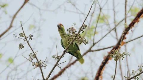 Yellow-crowned Amazon Eating Seeds in Maya Biosphere Reserve Jungle, Guatemala Stock Footage 342064794