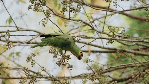Yellow-crowned Amazon Eats Seeds in Maya Biosphere Reserve Jungle, Guatemala – Stock Footage 341064503