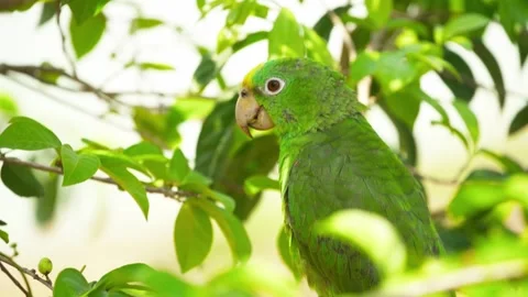 Yellow Crowned Amazon Parrot Calls Among Leaves Stock Footage 344052598