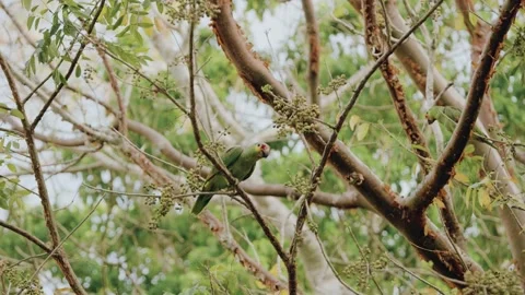 Yellow-crowned Amazon Parrot Eating Seeds in Maya Biosphere Reserve, Guatemala Stock Footage 341064015