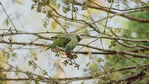 Yellow-crowned Amazon Parrot Eating Seeds in Guatemala's Maya Biosphere Jungle Stock Footage 341064077