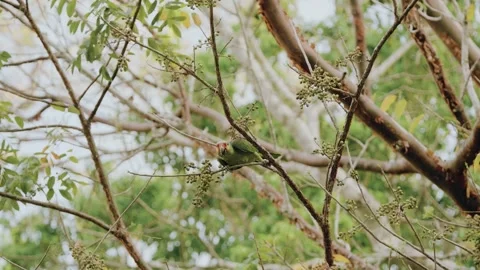 Yellow-crowned Amazon Parrot Eating Seeds in Guatemala’s Maya Biosphere Jungle Stock Footage 341064516