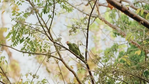 Yellow-crowned Amazon Parrot Eating Seeds in Guatemala Jungle Biosphere Reserve Video stock 341429731