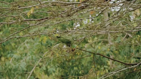 Yellow-crowned Amazon Parrot Eating Seeds in the Lush Mayan Jungle of Guatemala Stock-Footage 341437793