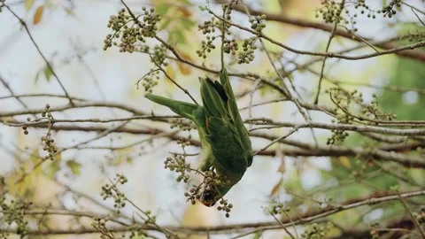 Yellow-crowned Amazon Parrot Eating Seeds in Maya Biosphere Reserve Jungle Stock-Footage 342694221