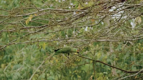 Yellow-crowned Amazon Parrot Eats Seeds in Lush Maya Biosphere Jungle, Guatemala Stock Footage 341063955