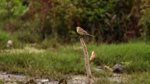 Yellow-Crowned Bird on Twig 스톡 동영상 338235451