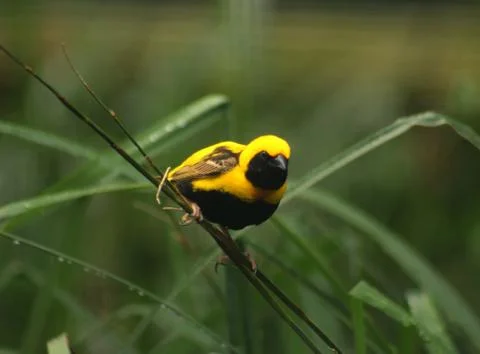 Yellow-crowned bishop / Euplectes afer Stock Photos