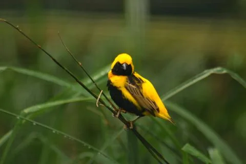 Yellow-crowned bishop / Euplectes afer Stock Photos