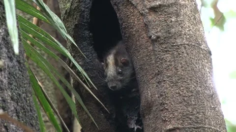 Yellow-crowned brush-tail rat looking out of tree hole in amazon rainforest Video stock 60229073