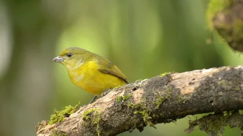 Yellow-crowned Euphonia Female Stock Footage