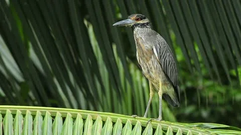 Yellow-crowned night heron Stock Footage 11341990