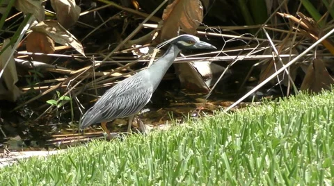 Yellow crowned night heron Stock Footage 52828357