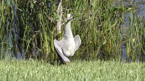Yellow crowned night heron Stock Footage 208683673