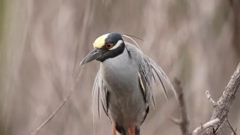 Yellow-crowned Night Heron Stock Footage 268600922