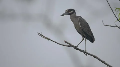 Yellow-crowned night heron! Stock Footage 295334191