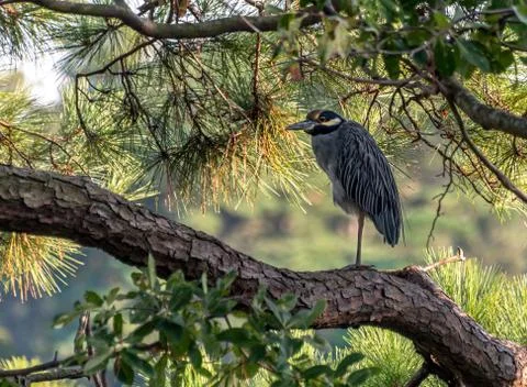 Yellow-Crowned Night Heron Stock Photos