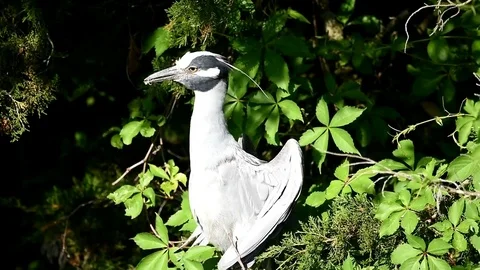 Yellow-crowned Night Heron Preening Stock Footage 73212906