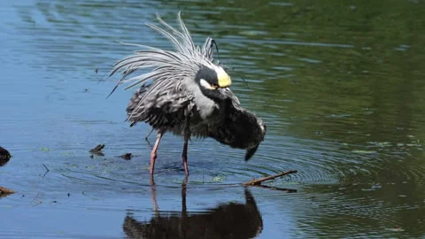 Yellow-crowned Night Heron Taking a Bath Vídeo Stock 333289451