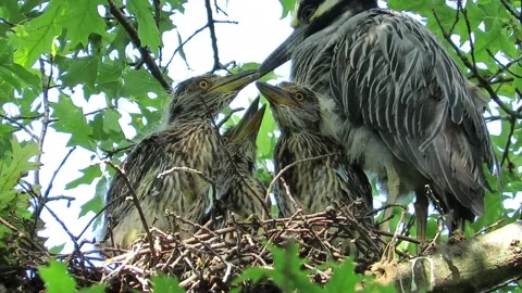 Yellow Crowned Night Herons, babies in nest with dad Stock Footage