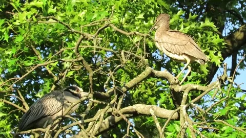 Yellow Crowned Night Herons,in the branches Stock Footage 167695206