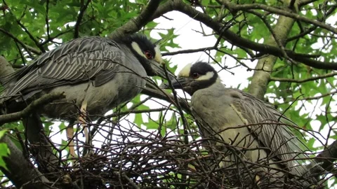 Yellow Crowned Night Herons, changing places incubating Stock Footage 167688850