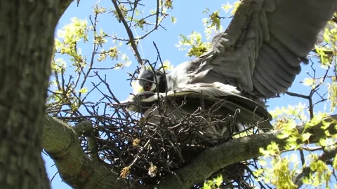 Yellow Crowned Night Herons, mating Stock Footage 167575953