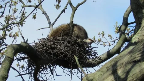 Yellow Crowned Night Herons, nesting in oak trees, raccon vs. tufted titmouse Stock Footage 167269480