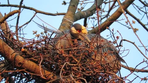 Yellow Crowned Night Herons, nesting in oak trees, lying in the nest Stock Footage 167325309