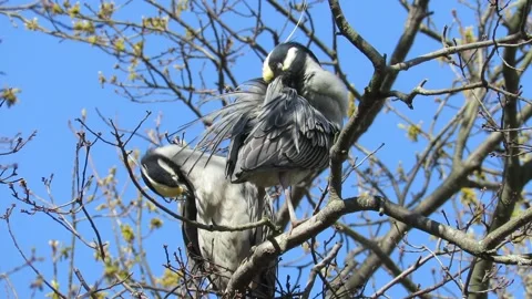 Yellow Crowned Night Herons, nesting in oak trees, pair preening Stock Footage 167336741