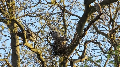 Yellow Crowned Night Herons, nesting in oak trees, showing plumage from branch Stock Footage 167484405