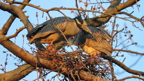 Yellow Crowned Night Herons, nesting in oak trees, resting in nest Stock Footage 167492791