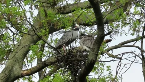 Yellow Crowned Night Herons, nesting in oak trees, windy Stock Footage 167607853