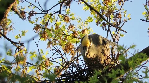 Yellow Crowned Night Herons, nesting in oak trees, building nests Stock Footage 167608857