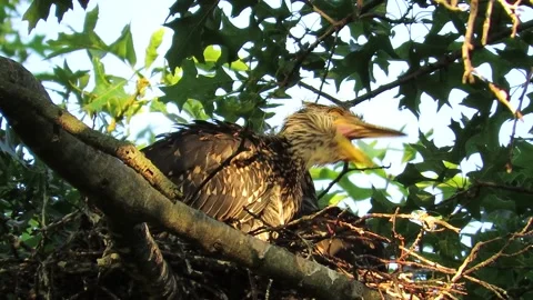 Yellow Crowned Night Herons, nesting in oak trees, babies waking up Stock Footage 167751446