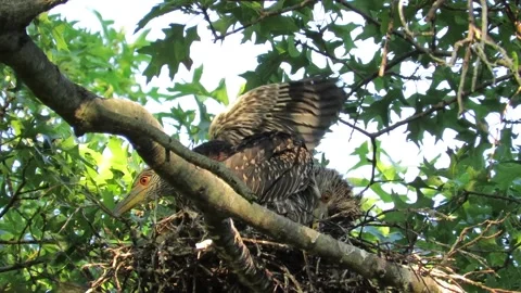 Yellow Crowned Night Herons, nesting in oak trees, babies in nest Stock Footage 167773059