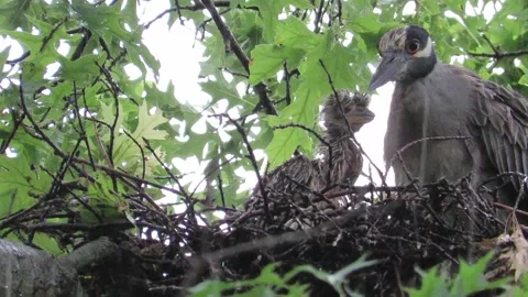 Yellow Crowned Night Herons, nesting in | Stock Video | Pond5