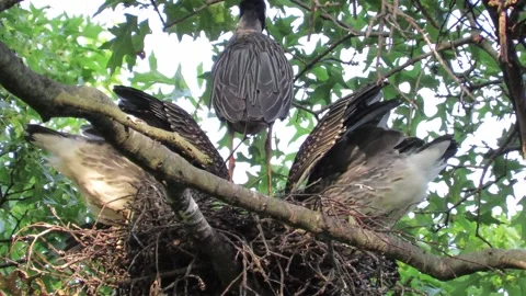 Yellow Crowned Night Herons, nesting in oak trees, feeding  big babies Stock Footage 167829563