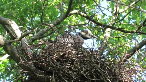 Yellow Crowned Night Herons, teaching baby Stock Footage 167711212
