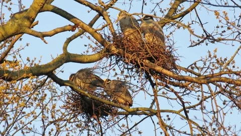 Yellow Crowned Night Herons, two pair resting in nests Stock Footage 167334254